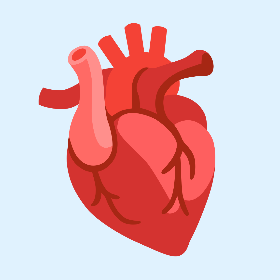 π« Anatomical heart